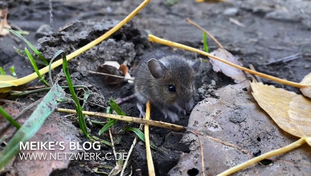 In Gottes Garten (Maus) - NetzwerkC